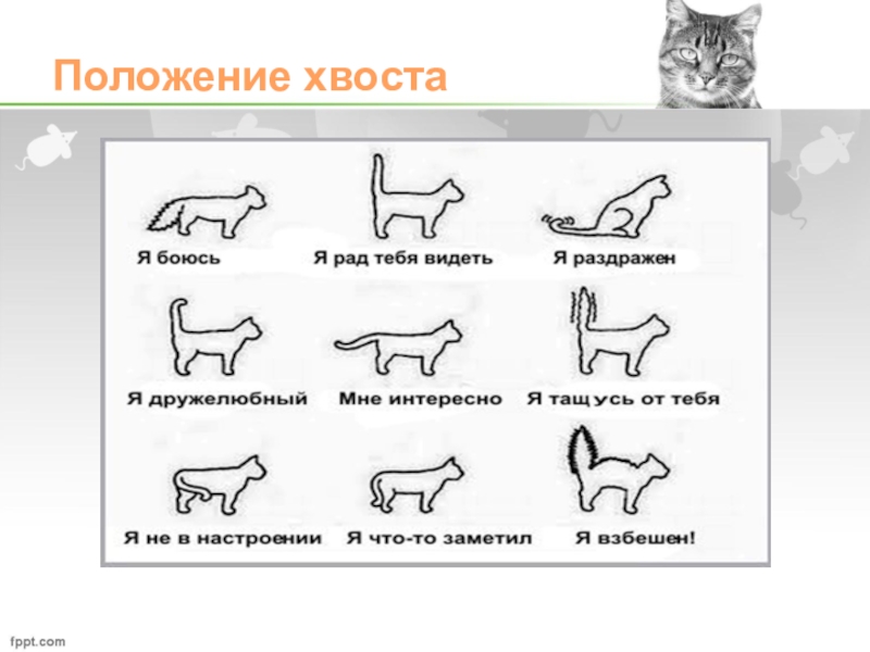 Настроение кошки по хвосту. Положение хвоста у кошки. Положение хвоста у животных при защите. Положение хвоста у лошади. Положение хвоста и положенное.