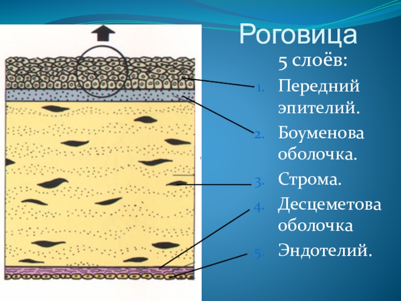 Слои роговицы схема