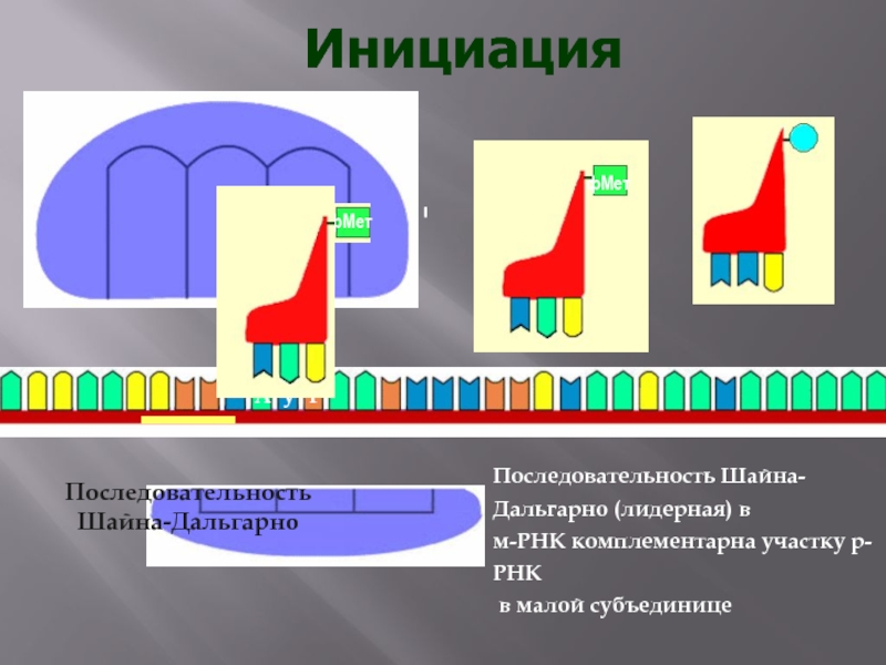 ПоследовательностьШайна-ДальгарноИнициацияПоследовательность Шайна-Дальгарно (лидерная) в м-РНК комплементарна участку р-РНК в малой субъединице