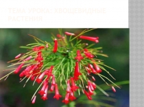 Презентация по биологии хвощевидные растения