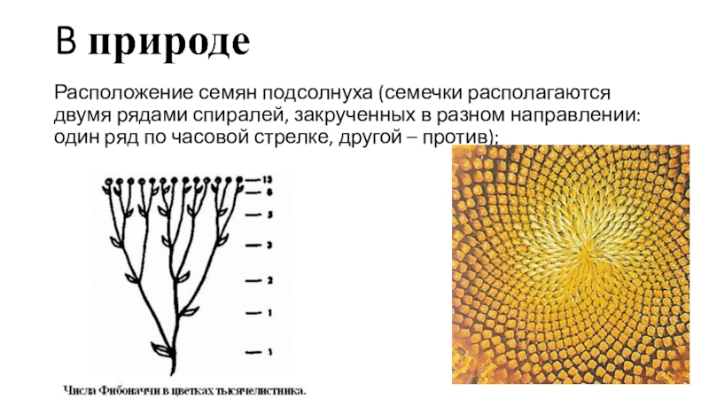 Семена расположены в. Подсолнух расположение семян. Расположение семян подсолнечника. Числа Фибоначчи в природе. Числа Фибоначчи исследовательская работа.