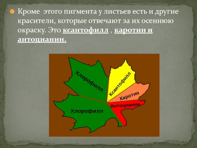 Кроме этого пигмента у листьев есть и другие красители, которые отвечают за их осеннюю окраску. Это ксантофилл