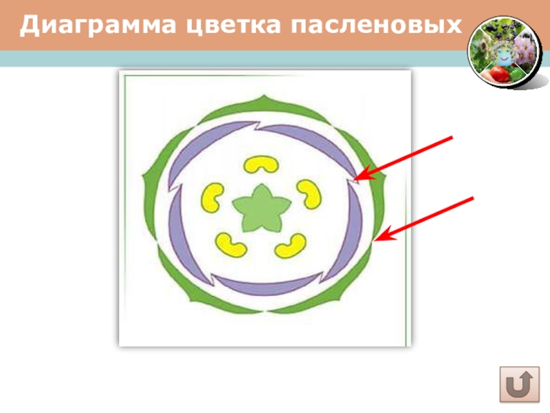 Пасленовые диаграмма и формула