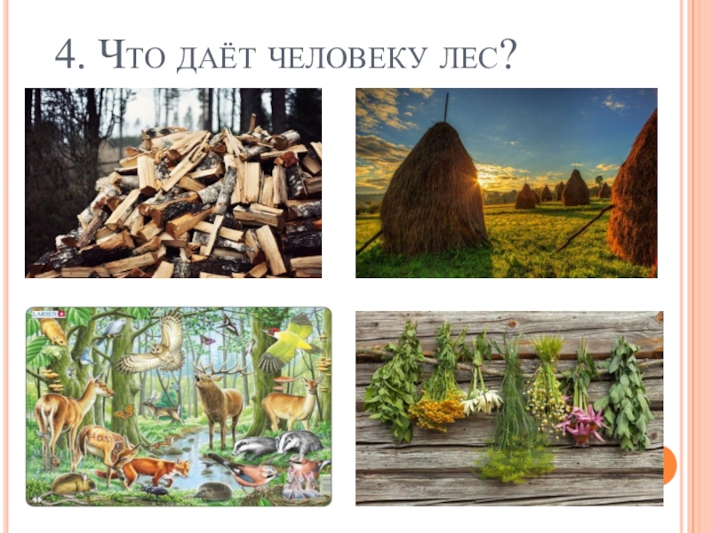 Лес и человек проект