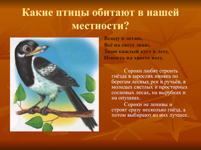 Преудивительная у нас водится птичка основная мысль. Птицы нашей местности. Какие птицы обитают в нашей местности. Какие птицы водятся в нашем местности. Птицы обитающие в твоей местности.