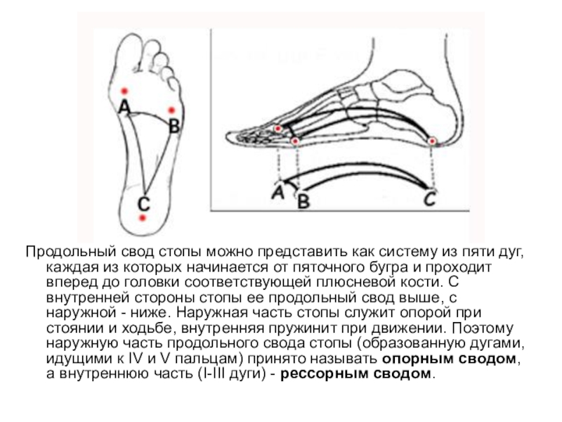 Что такое свод стопы фото