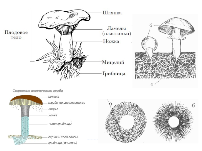 Строение шляпочного гриба картинка