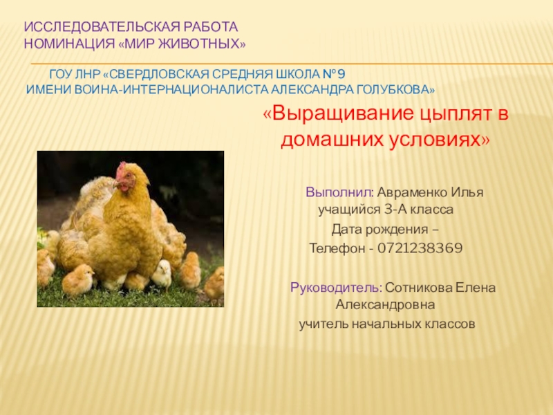 Презентация Презентация исследовательской работы Выращивание цыплят в домашних условиях