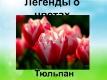 Легенды о цветах. Тюльпан