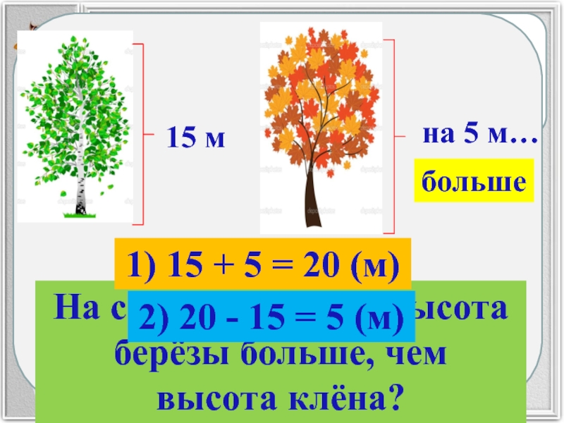 Высота березы. Высота клена. Высота клёна и берёзы. Сколько метров клён.