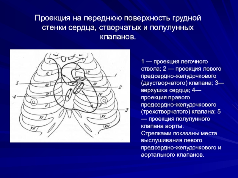 Верхушка сердца