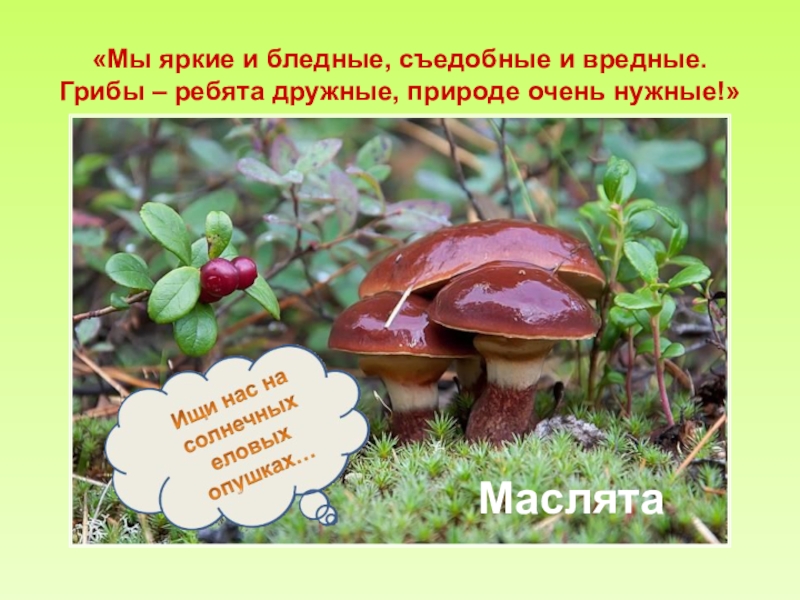 Царство грибы презентация 3 класс окружающий. Съедобные грибы 3 класс окружающий мир. Грибы маслята по окружающему миру 3 класс. Грибы маслята окружающий мир 3 класс. Грибы масленок окружающий мир.