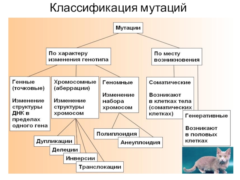 Классификация мутаций по уровню изменений наследственного материала