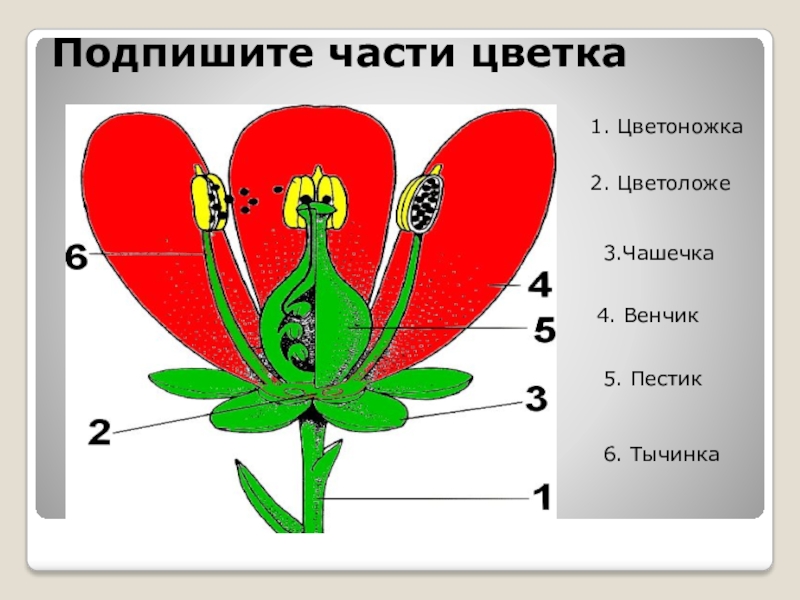 Из чего состоит цветоложе цветка