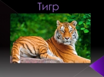 Разбор по критериям вида: Тигр