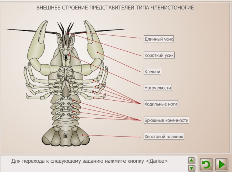 Изучение внешнего строения. Строение и функции конечностей членистоногих. Внешнее строение членистоногих схема. Лабораторная внешнее строение членистоногих 7 класс. Строение членистоногих ракообразные.