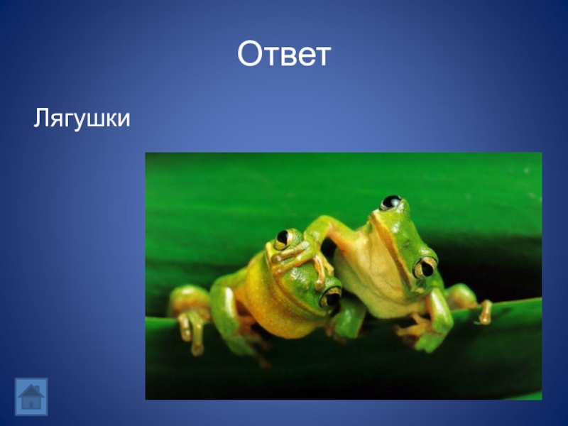 Лягушка ответы. Реакция лягушки. Отгадка жаба. Лягушка ответ. Отвечай лягушка.