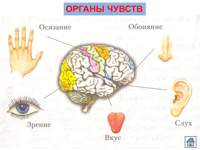 Органы чувств человека 3 класс презентация окружающий мир