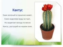 Домашние растения - Кактусы