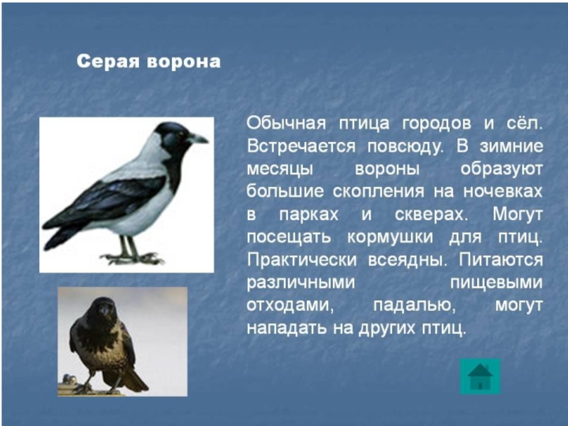 Ворона рассказ. Серая ворона краткое описание. Описание вороны. Описать ворону. Ворона описание птицы.