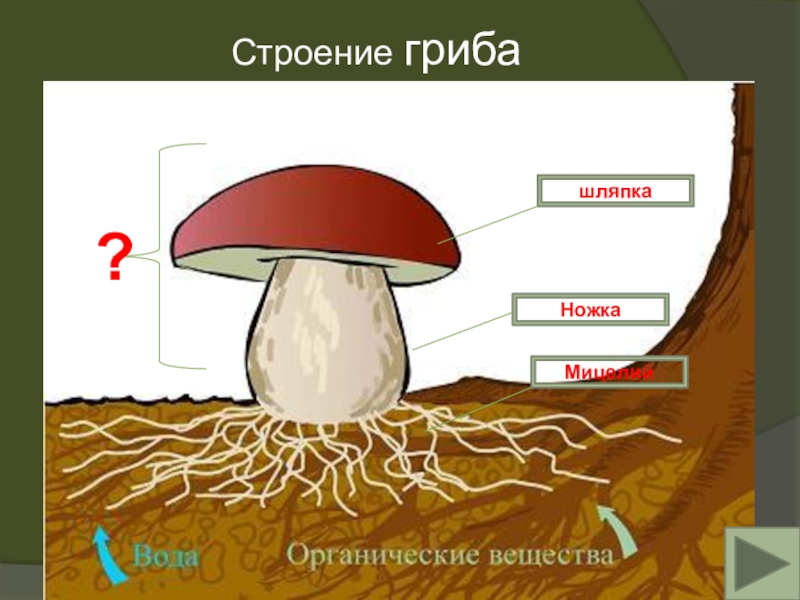 Схема грибов 7 класс