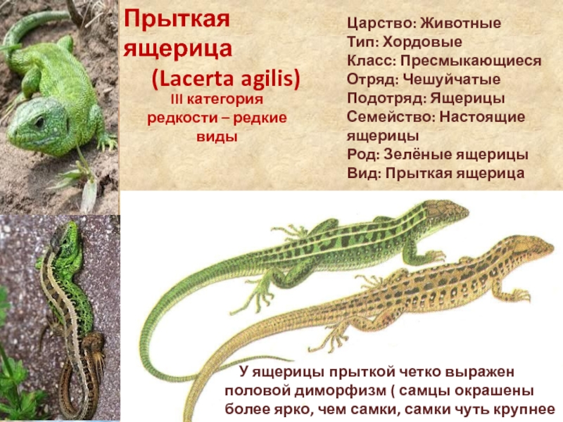 Симметрия тела ящерицы. 2. Ящерица прыткая - Lacerta Agilis. Жизненный цикл прыткой ящерицы. Прыткая ящерица красная книга.