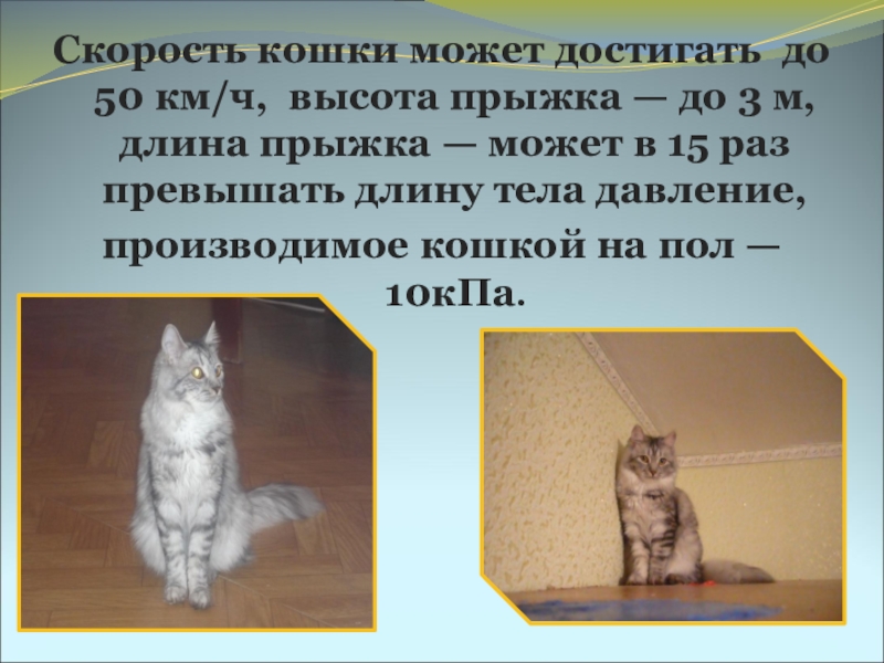 Какая скорость кота. Высота кошки. Скорость кошки. Высота прыжка кошки. Быстрота кошек.