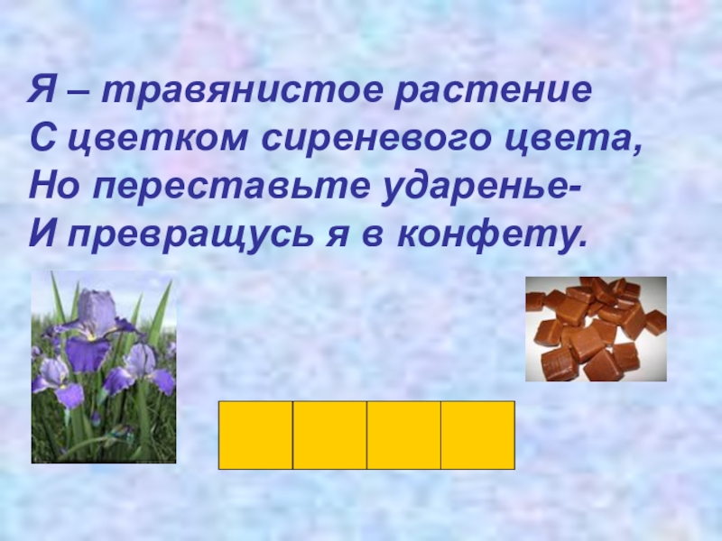 Ирис омографы. Я травянистое растение с цветком сиреневого цвета но переставьте. Я травянистое растение с цветком сиреневого цвета. Загадка я травянистое растение с цветком сиреневого цвета. Отгадайте загадку я травянистое растение с цветком сиреневого цвета.