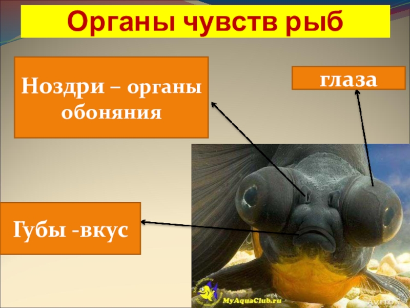 Какие ноздри у рыб. Органы чувств рыб. Органы обоняния у рыб. Органы чувств рыб строение. Органы осязания у рыб.