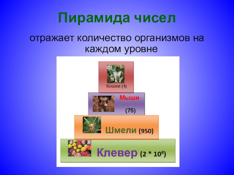 Пирамиды биология 11 класс. Презентация экологические пирамиды биология 11 класс. Экологическая пирамида это в биологии 11 класс. Экологическая пирамида чисел. Пирамида чисел биология.