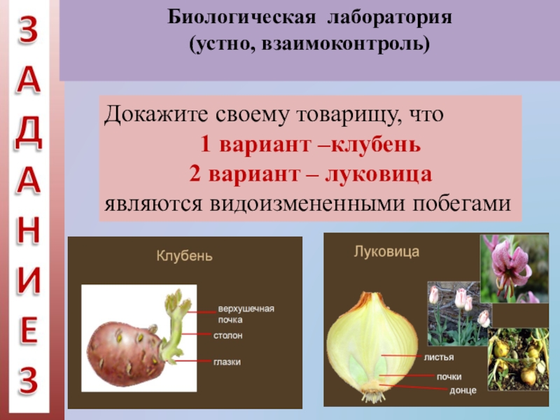 Презентация по биологии 6 класс растения в искусстве