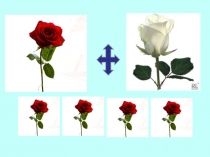 Презентация по биологии на тему: Моногибридное скрещивание 11 класс