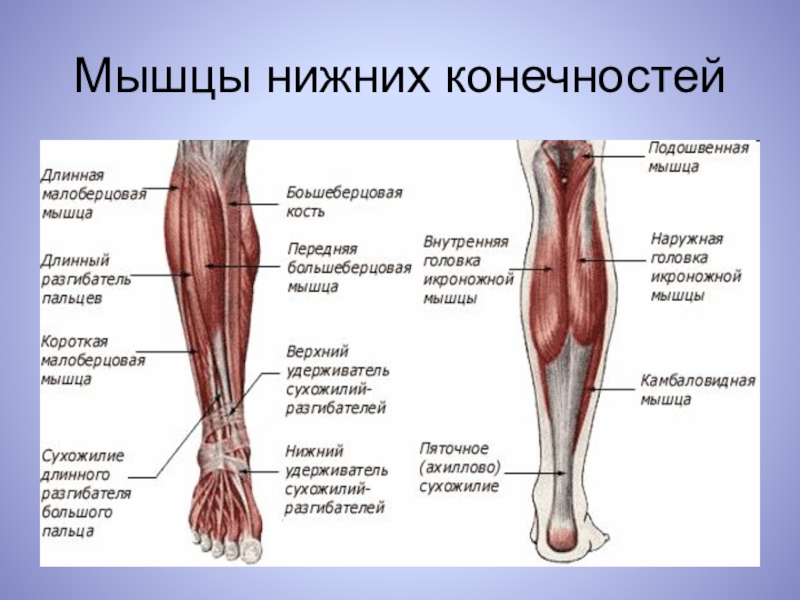 Верхние и нижние мышцы