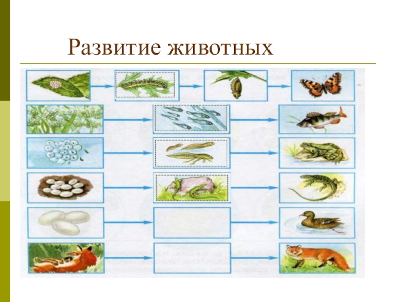 Размножение животных 3 класс окружающий мир презентация. Модель размножение и развитие животных 3 класс. Размножение и развитие животных 3 класс окружающий мир Плешаков. Схема развития животных. Схемы размножения и развития животных.