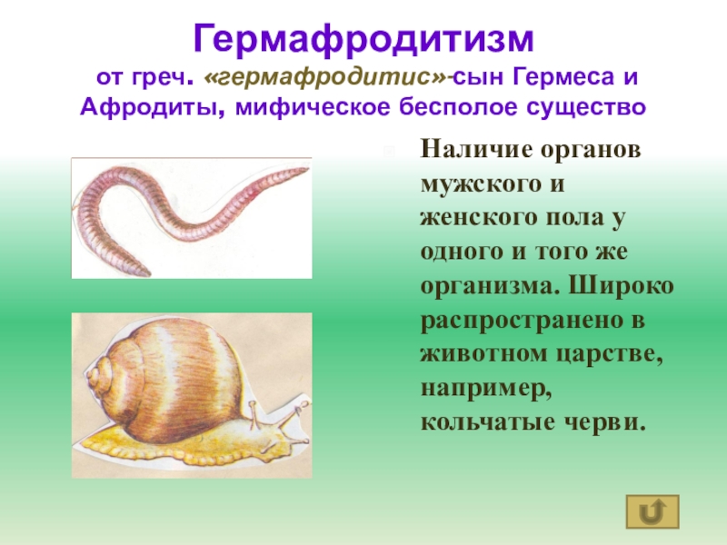 гермафродитизм форма полового размножения. гермафродитные животные примеры. гермафродитизм бесполое размножение. гермафродитизм тип размножения. гермафродитизм бесполое размножение.