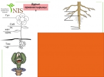 Презентация по биологии на тему Транспирация