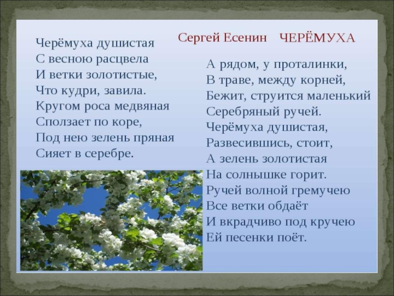 Стихотворение есенина про весну. Стихотворение Сергея Александровича Есенина черемуха.