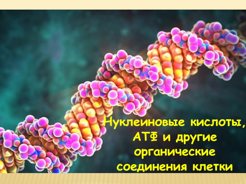 Презентация на тему атф и другие органические соединения клетки