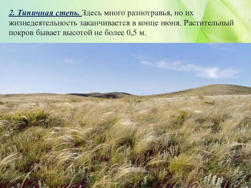 Какие территории россии занимает зона степи. Степь природная зона. Описание степи. Растения степи. Доклад про степь.