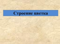 Презентация по биологии на тему Строение цветка (6 класс)