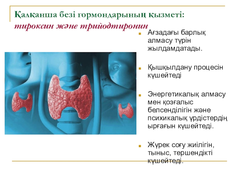 Қалқанша безі обыры презентация