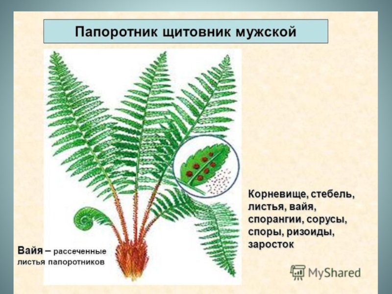 Строение папоротника рисунок 5 класс биология с надписями