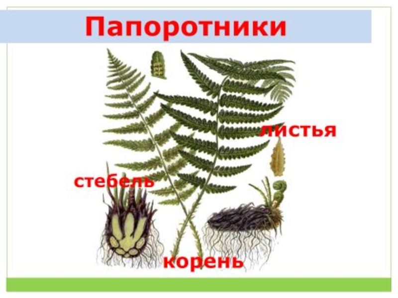 Наличие корня у папоротников. Корень папоротникообразных. Корневище папоротника. Корневище папоротника строение. Щитовник корневище.