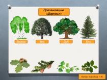 Обучающая презентация Деревья предназначена для закрепления знаний детей о деревьях. Умение различать деревья разных пород их веток и листьев.