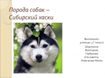 Проектная работа на тему Порода собак - Сибирский хаски