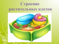 Презентация к практическому занятию Клеточное строение растений ОП Ботаника