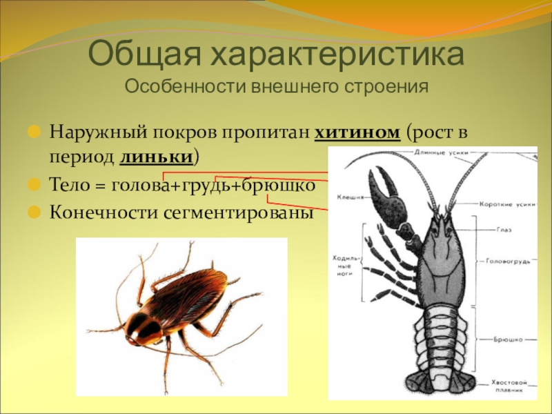 Используя рисунок 83 на странице 108 охарактеризуйте особенности внешнего строения членистоногих