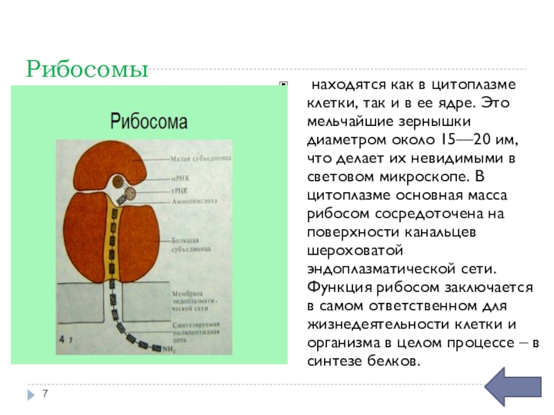 4 рибосомы синтез белка