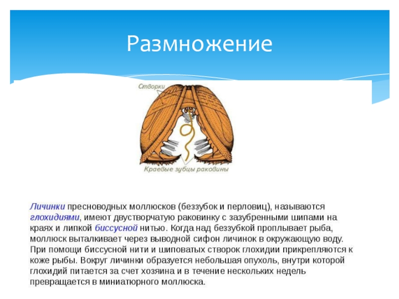 Двустворчатый моллюск 7. Презентация на тему двустворчатые моллюски. Презентация на тему  двустворчатые. Класс двустворчатые\ 7 класс биология. Двустворчатые моллюски 7 класс.