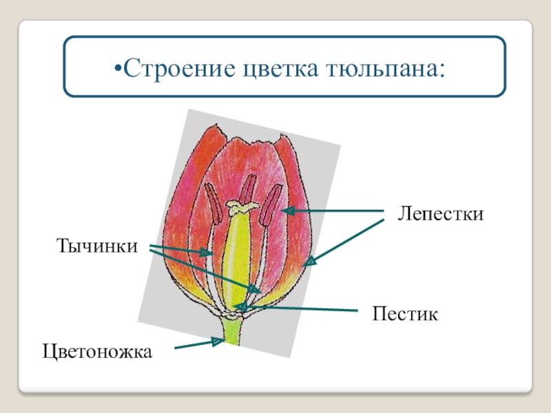 Части цветка биология 6 класс рисунок с подписями